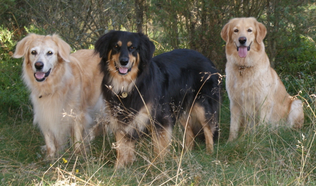 Omat koiramme Nella, Abba ja Sissi syyskuussa 2009