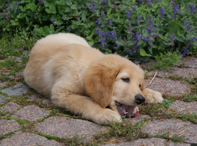 Repe 9 weeks and a raw bone