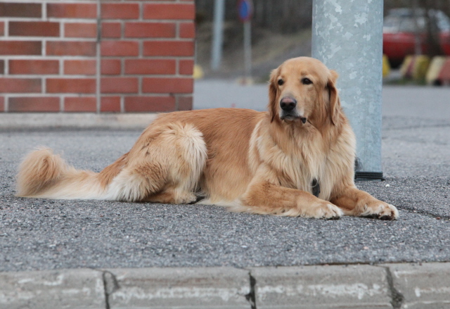 Repe makaa yksin kadulla ja on hyvin rauhallinen ja varma toisen koiran ohittaessa sen