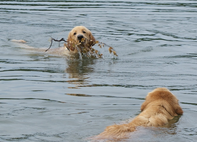 Repe 1 v is swinning and Sissi swims towards