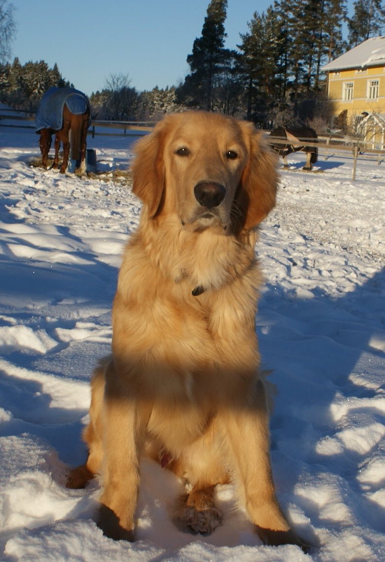 Repe 6 months old at his home with our horses