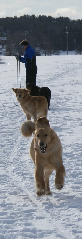 koko lauma hiihtolenkille lhdss helmikuussa 2011