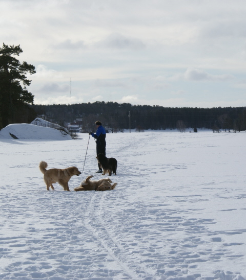 Ratsastuskenttämme päädystä alkaa latumme kohti Vaarjokea