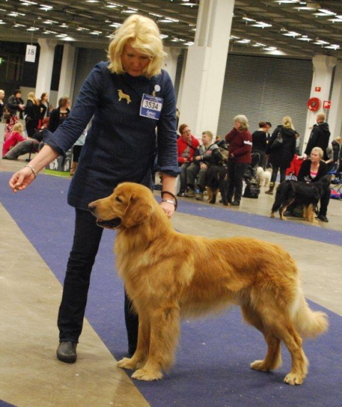 Repe is very easy to handle in ring :-)  photo: Patricia Johansson